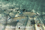 Bonefish (Albula vulpes)